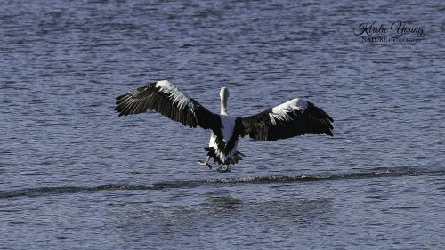 Pelican Over The Water 4