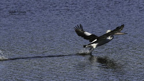 Pelican Over The Water 2