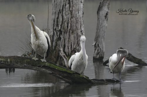 Preening Time 1