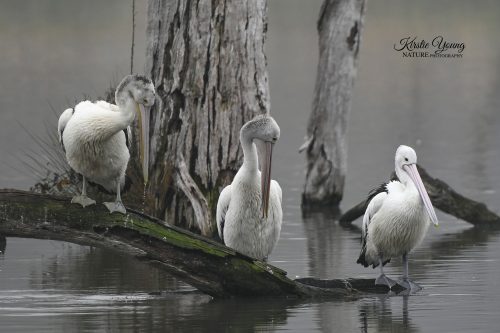 Preening Time 2