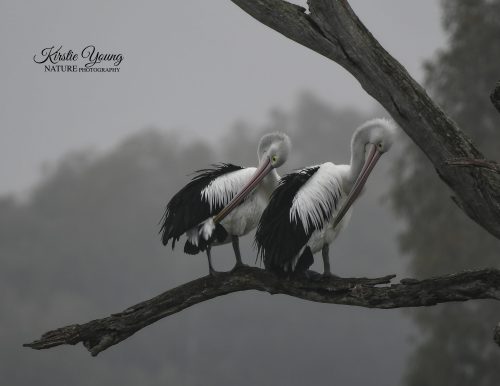 Preening Time 3