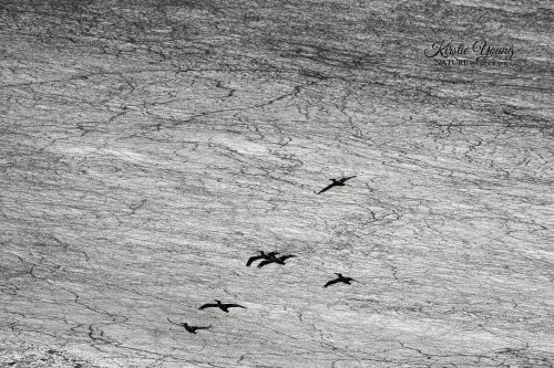 Pelicans in Flight