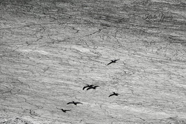 Pelicans in Flight