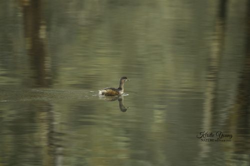 Australasian Grebe