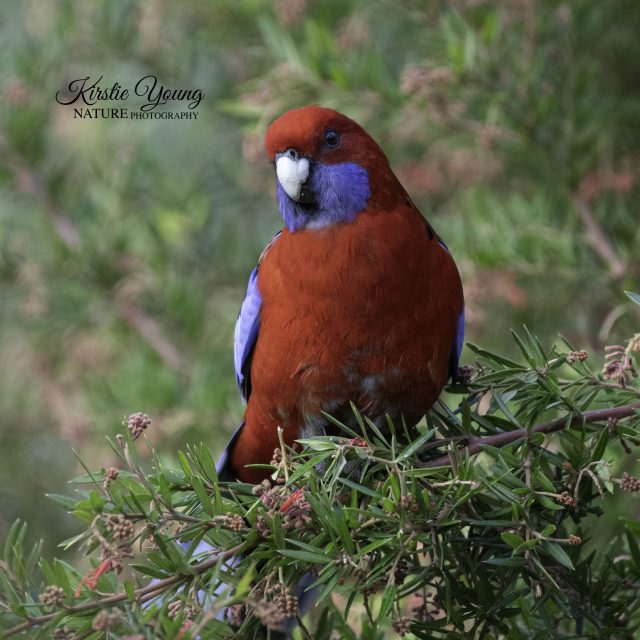 Crimson Rosella 1