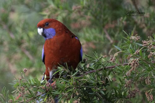 Crimson Rosella 2