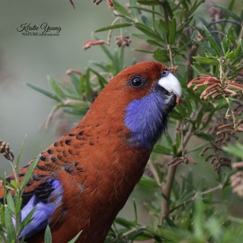Crimson Rosella 3