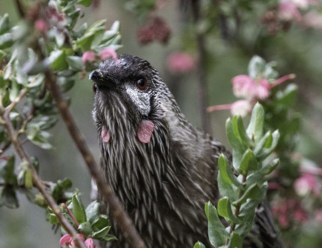 Red Wattlebird 1