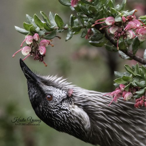 Red Wattlebird 2