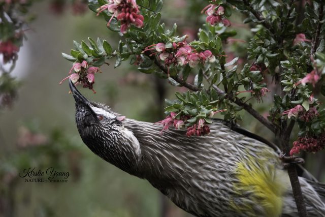 Red Wattlebird 3