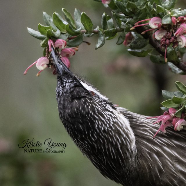 Red Wattlebird 4