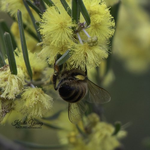 A Bee's Life 5