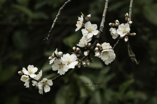 Wonderfully White