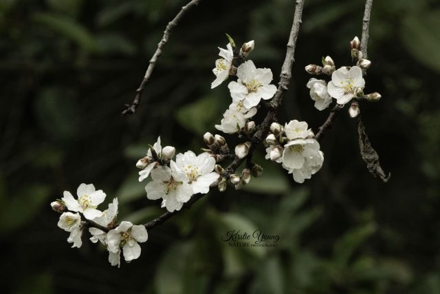 Wonderfully White