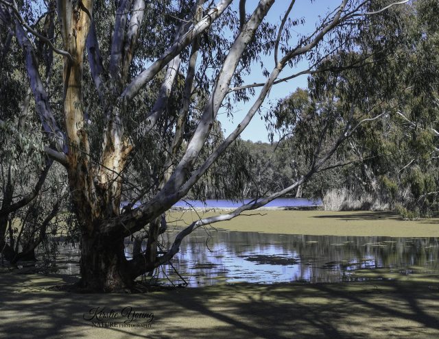 River Redgum 5