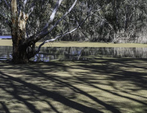 River Redgum 3