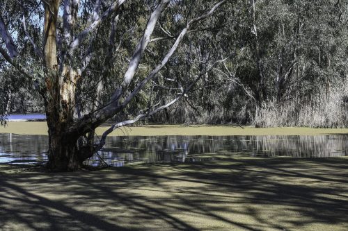 River Redgum 4