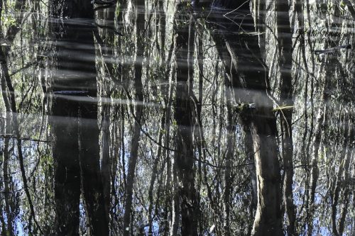 River Redgum 6