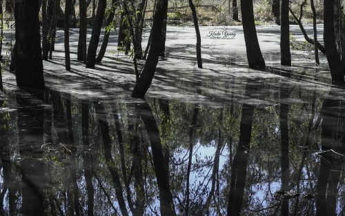 River Redgums 7