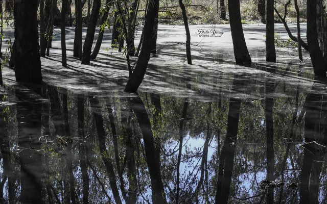 River Redgums 7
