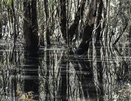 River Redgum 8