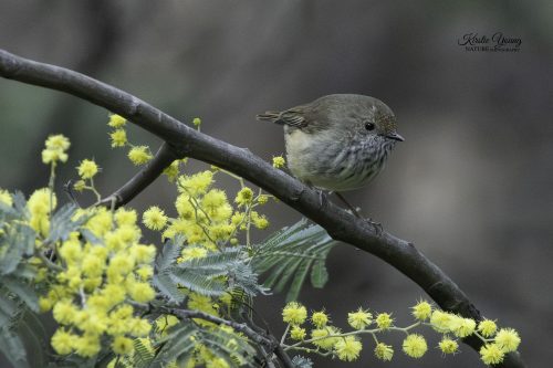 Striated Thornbill in the Wattle