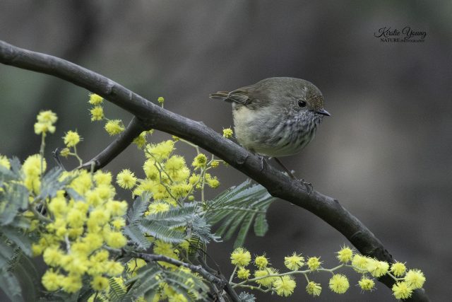 Striated Thornbill in the Wattle