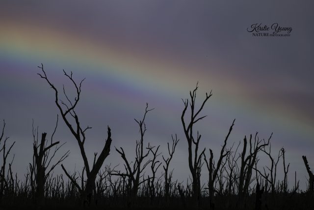 Winton Wetlands 1