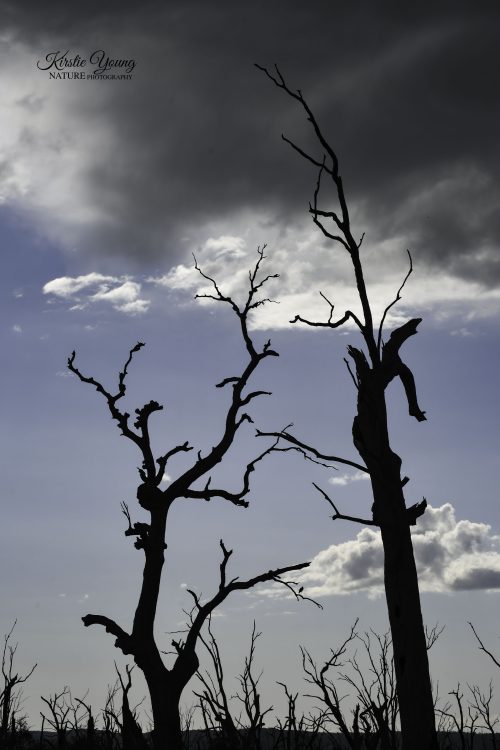 Winton Wetlands 3