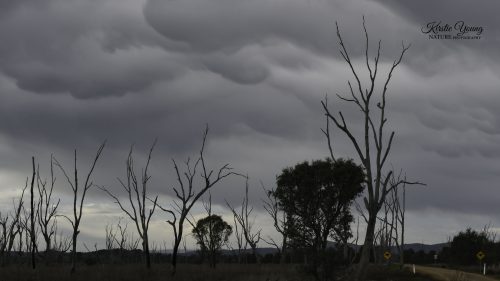Winton Wetlands 4