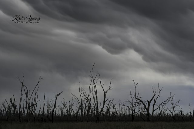 Winton Wetlands 2