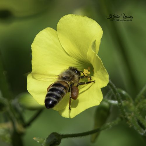 A Bee's Life 7