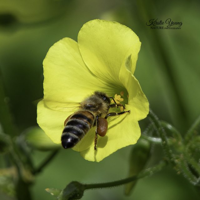 A Bee's Life 7