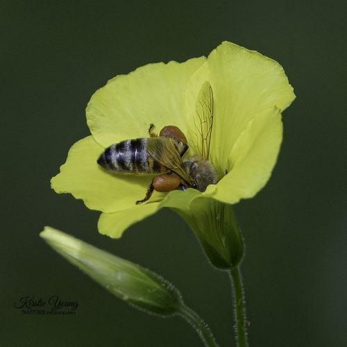 A Bee's Life 8